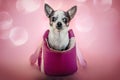 Cute Chihuahua dog sitting in pink bag with soft bokeh background Royalty Free Stock Photo