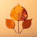 Bright and simple autumn leaves in warm colors. Solid cartoon leaves for seasonal des Royalty Free Stock Photo