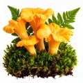 Golden Chanterelles on a Bed of Moss Royalty Free Stock Photo