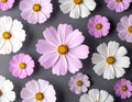 Perfect pattern with cosmos flower Royalty Free Stock Photo