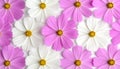 Perfect pattern with cosmos flower Royalty Free Stock Photo