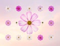 Perfect pattern with cosmos flower Royalty Free Stock Photo