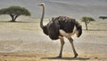 Side view of ostrich in Africa Royalty Free Stock Photo