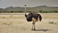 Side view of ostrich in Africa Royalty Free Stock Photo
