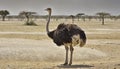 Side view of ostrich in Africa Royalty Free Stock Photo