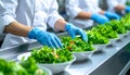 Close-up of salad container assembly in clean food production facility Royalty Free Stock Photo