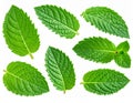 Mint leaves isolated on white. Spearmint leaves the collection cropping way. Royalty Free Stock Photo