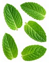 Mint leaves isolated on white. Spearmint leaves the collection cropping way. Royalty Free Stock Photo