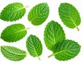 Mint leaves isolated on white. Spearmint leaves the collection cropping way. Royalty Free Stock Photo