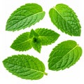 Mint leaves isolated on white. Spearmint leaves the collection cropping way. Royalty Free Stock Photo