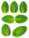 Mint leaves isolated on white. Spearmint leaves the collection cropping way. Royalty Free Stock Photo