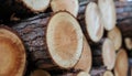 Stacked tree logs Royalty Free Stock Photo