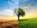 Half dead and alive tree outdoors. Conceptual photo depicting Earth destroyed Royalty Free Stock Photo