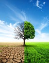Half dead and alive tree outdoors. Conceptual photo depicting Earth destroyed Royalty Free Stock Photo