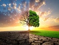 Half dead and alive tree outdoors. Conceptual photo depicting Earth destroyed Royalty Free Stock Photo