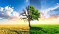 Half dead and alive tree outdoors. Conceptual photo depicting Earth destroyed Royalty Free Stock Photo
