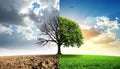 Half dead and alive tree outdoors. Conceptual photo depicting Earth destroyed Royalty Free Stock Photo