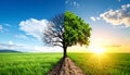 Half dead and alive tree outdoors. Conceptual photo depicting Earth destroyed Royalty Free Stock Photo