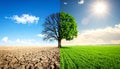 Half dead and alive tree outdoors. Conceptual photo depicting Earth destroyed Royalty Free Stock Photo
