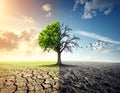 Half dead and alive tree outdoors. Conceptual photo depicting Earth destroyed Royalty Free Stock Photo