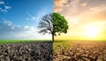 Half dead and alive tree outdoors. Conceptual photo depicting Earth destroyed Royalty Free Stock Photo