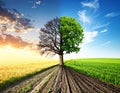Half dead and alive tree outdoors. Conceptual photo depicting Earth destroyed Royalty Free Stock Photo