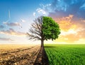 Half dead and alive tree outdoors. Conceptual photo depicting Earth destroyed Royalty Free Stock Photo