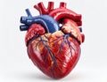 A detailed anatomical model of a human heart, vividly colored in red and blue to differentiate arteries and veins. Royalty Free Stock Photo