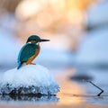 Vivid Blue Kingfisher beside Frozen Stream Reflection Royalty Free Stock Photo