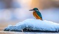 Vivid Blue Kingfisher beside Frozen Stream Reflection Royalty Free Stock Photo
