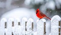 Red Cardinal on Snow-Dusted Garden Fence in Winter Calm Royalty Free Stock Photo