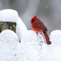 Red Cardinal on Snow-Dusted Garden Fence in Winter Calm Royalty Free Stock Photo