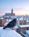 Urban Winter Scene with Pigeon and Falling Snow Royalty Free Stock Photo