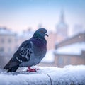 Urban Winter Scene with Pigeon and Falling Snow Royalty Free Stock Photo