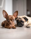 Small brown dog, poppy chihuahua plus pug. Chug. Puppy in the home with one ear stand Royalty Free Stock Photo