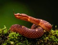 Popeia fucata- Viper Snake from Malaysia Royalty Free Stock Photo