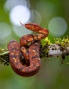 Popeia fucata- Viper Snake from Malaysia Royalty Free Stock Photo