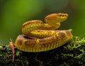 Popeia fucata- Viper Snake from Malaysia Royalty Free Stock Photo