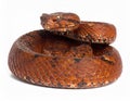 Popeia fucata- Viper Snake from Malaysia Royalty Free Stock Photo
