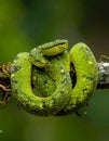 Popeia fucata- Viper Snake from Malaysia Royalty Free Stock Photo