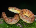 Popeia fucata- Viper Snake from Malaysia Royalty Free Stock Photo