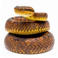Popeia fucata- Viper Snake from Malaysia Royalty Free Stock Photo