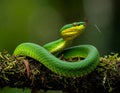 Popeia fucata- Viper Snake from Malaysia Royalty Free Stock Photo
