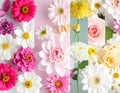 Flowery Pattern Sample Royalty Free Stock Photo