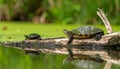 Common snapping turtle on log with painted turtle in wetland, Marion County, Illinois Royalty Free Stock Photo