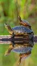 Common snapping turtle on log with painted turtle in wetland, Marion County, Illinois Royalty Free Stock Photo