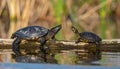 Common snapping turtle on log with painted turtle in wetland, Marion County, Illinois Royalty Free Stock Photo