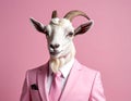 The Goat Who Wears A Pink Suit Royalty Free Stock Photo
