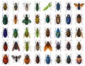 Bright insect icons, vector set. Abstract triangular style. mantis, grasshopper Royalty Free Stock Photo