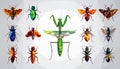 Bright insect icons, vector set. Abstract triangular style. mantis, grasshopper Royalty Free Stock Photo
